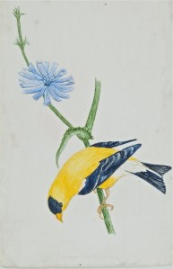 150710_Andrew_Franks_V-0017